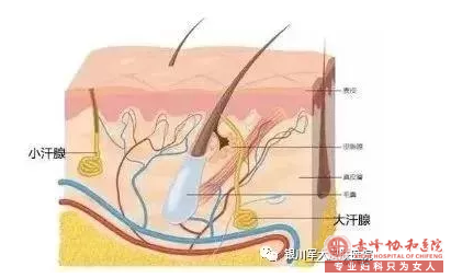 大連敖漢旗腋臭要做哪些檢查